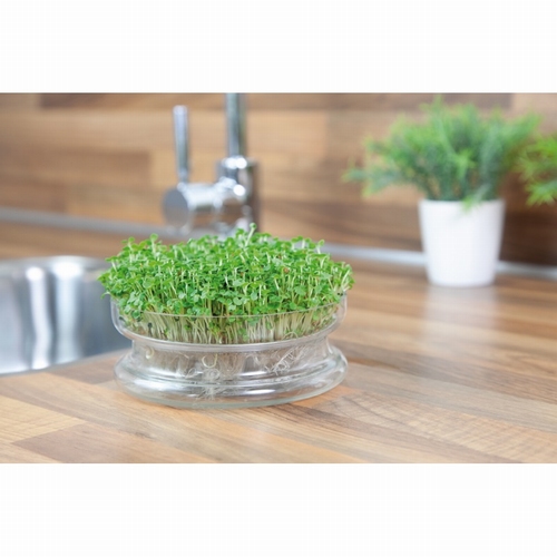 Buzzy® Organic Sprouting Rucola - Glazen Bowl