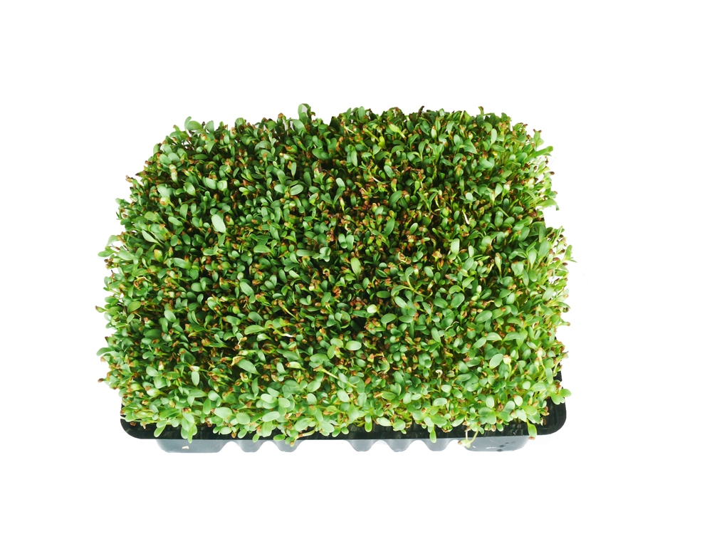 Alfalfa Microgreens 250gr