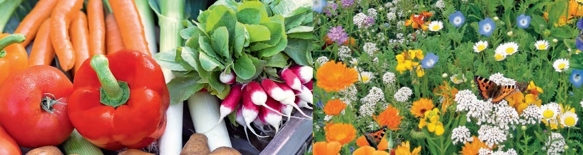 Groenten en tuin zaden en kiemgroenten