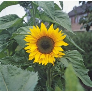 Reuzenzonnebloemen Helianthus annuus giganteus 250g