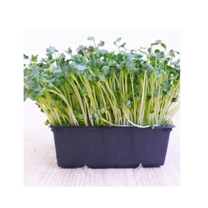 Kiemgroenten & Microgreens