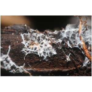 BioNova Living Soil-2